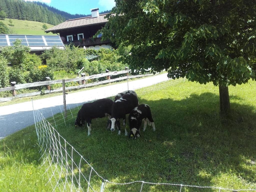 Apartamento Neudegghof Eben Im Pongau Exterior foto